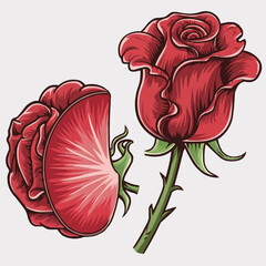 Red Rose Flower Illustration on White Background