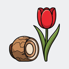 Red tulip flower on white background, vector illustration of a single tulip in bloom with green leaves