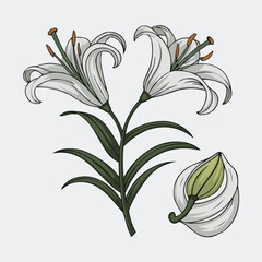 Elegant Lily Illustration: A delicate illustration showcases the graceful beauty of lilies, with their pristine white petals, slender stems, and vibrant green leaves.