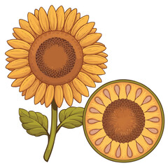 Sunflowers' Golden Glow: Illustrative display of a sunflower in full bloom, showcasing its intricate design with details of its center and seeds.
