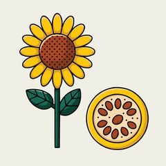 Sunflower Illustration: A vibrant sunflower stands tall next to its cross-section, showcasing the beauty of nature's design. A clean illustration perfect for educational materials or design projects.