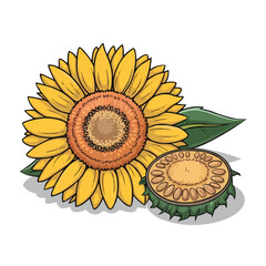A closeup of a single sunflower on a white background showcasing its bright yellow petals and green leaves