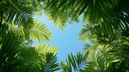 Fototapeta premium Palm leaves canopy, bright sky, tropical, nature view, background image