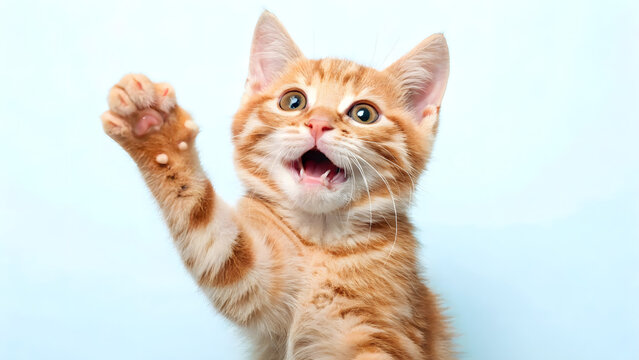 Playful ginger kitten raising paw on blue background, cute adorable young cat with curious expression, pet animal photography