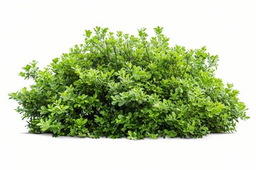 Buisson de plantes et fleurs, isolé sur fond blanc, plantes pour intégration graphique arrière plan découpé, 