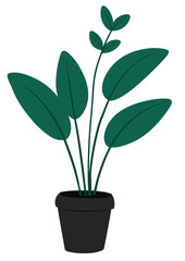 Plant in a pot