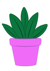 Plant in a pot
