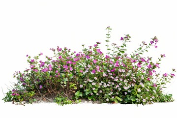 Buisson de plantes et fleurs, isolé sur fond blanc, plantes pour intégration graphique arrière plan découpé, 
