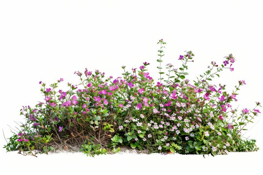 Buisson de plantes et fleurs, isol&eacute; sur fond blanc, plantes pour int&eacute;gration graphique arri&egrave;re plan d&eacute;coup&eacute;, 