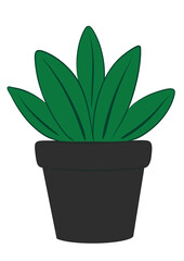 Plant in a pot