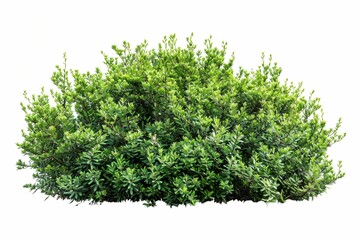 Buisson de plantes et fleurs, isolé sur fond blanc, plantes pour intégration graphique arrière plan découpé, 
