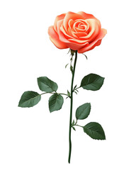 Orange rose flower with green leaves, isolated.