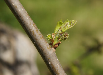 Unripe Berries Of The Mulberry