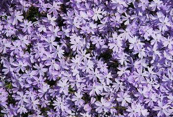 Flowers and leaves of creeping phlox