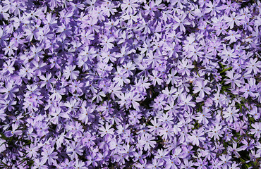 Fototapeta premium Flowers and leaves of creeping phlox