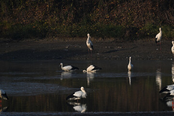 Obraz premium swans on the river