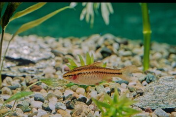Cherry barb