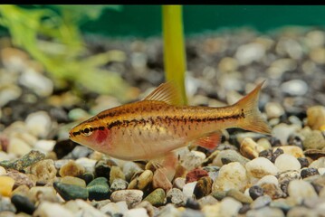Obraz premium Cherry barb