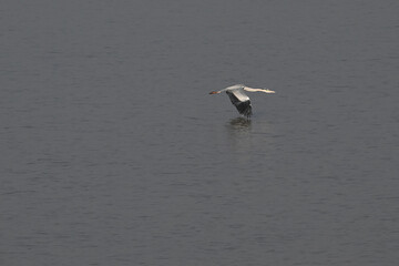 birds in the water