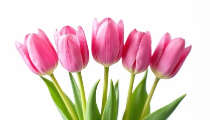 Fototapeta premium Five delicate pink tulips, tightly clustered, isolated on pure white , romance, greeting card