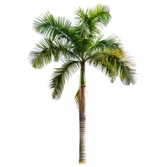 Lush Tropical Palm Tree on White Background