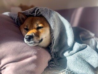 Pensive Shiba Inu with a sorrowful expression, head nestled under a blanket. The mood is reflective and contemplative. High quality close-up photo. copy space available.