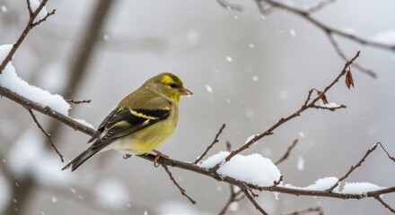 A vibrant yellow female goldfinch perched on a snow-covered branch during a gentle snowfall in winter