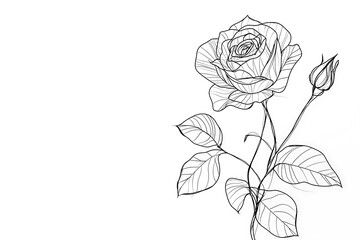 Elegant Rose And Bud Illustration Against A White Background