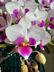 little pink orchid close-up