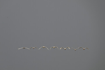 flying birds on white background