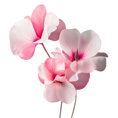 Vibrant Pink Cyclamen Flowers Isolated on Transparent Background