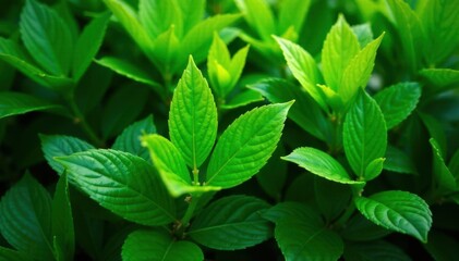 Vibrant green leaves, lush texture, natural backdrop, detail, overlay, seamless