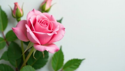 Obraz premium Vibrant pink rose, lush green leaves, crisp white backdrop, detail, petals