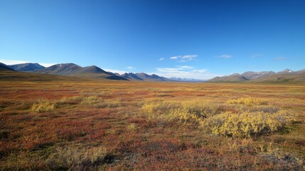 Fototapeta premium Alaskan Tundra Autumn View