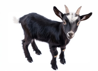 Fototapeta premium A close-up of a playful black goat with white patches, showcasing its inquisitive nature against a clean white background.