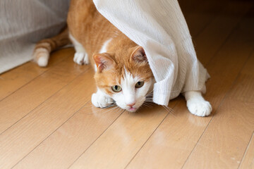 カーテンの隙間から顔を出す可愛い猫　茶トラ白