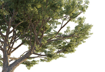 Pinus pinaster tree corner 4k png cutout transparent background