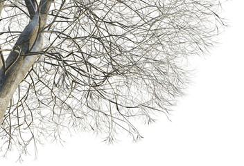 Aesculus hippocastanum  winter tree corner 4k png cutout isolate background