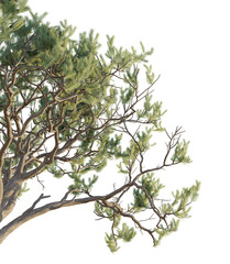 Pinus pinaster tree corner 4k png cutout isolate background