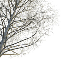 Acer pseudoplatanus winter tree corner 4k png cutout transparent background