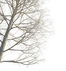 Acer pseudoplatanus winter tree corner 4k png cutout isolate background
