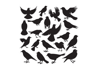 Bird Silhouettes Collection, black silhouettes of wild forest birds. Winter wild animal