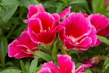 flowers in the garden