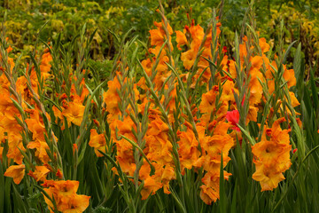 flowers in the garden, gladioli