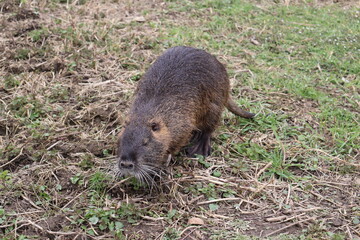Naklejka premium Sur les traces du ragondin sauvage