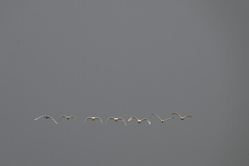 vector illustration of an abstract background with birds