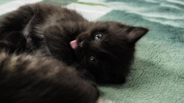 A kittens are licking themselves.