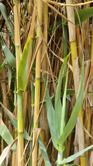 Obraz premium Wild bamboo forest in Sri Lanka