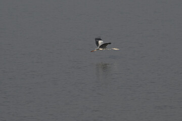 seagull on the beach