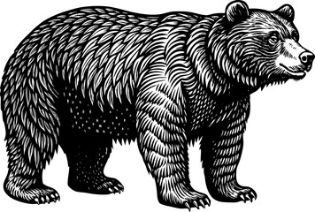 Fat overweight large bear standing with a robust posture, showcasing intricate fur textures in vintage style sketch engraving vector